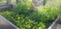 beplanztes Hochbeet