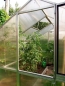 Gewchshaus Orchidee