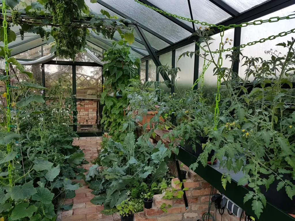 Gewächshaus mit Tomaten und Kletterpflanzen, Ziegelboden. HOGATEK von Hof und Garten Wittstock.